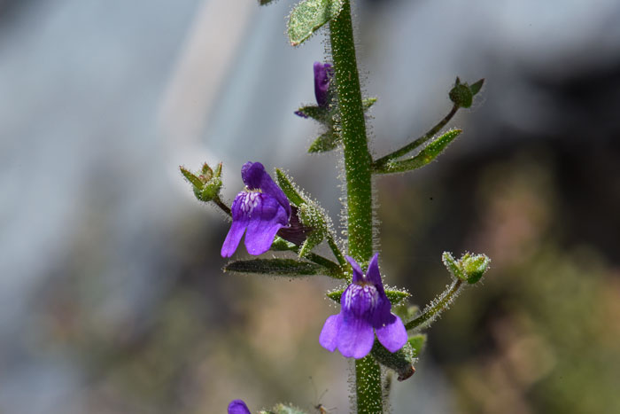 Violet Snapdragon is an annual, rarely a biennial, forb/herb with erect stems and beautiful flowers. Plants often cling to adjacent plants or structure but do not twin like a vine. Sairocarpus nuttallianus